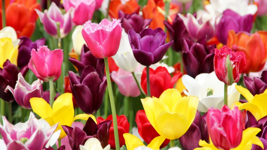Blumen