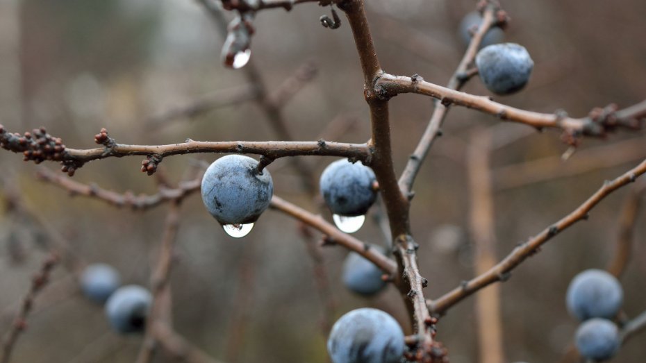 Weintrauben im Regen (Bild: LaMaLaMa55 / Pixabay.com / CC-Lizenz(CC0))