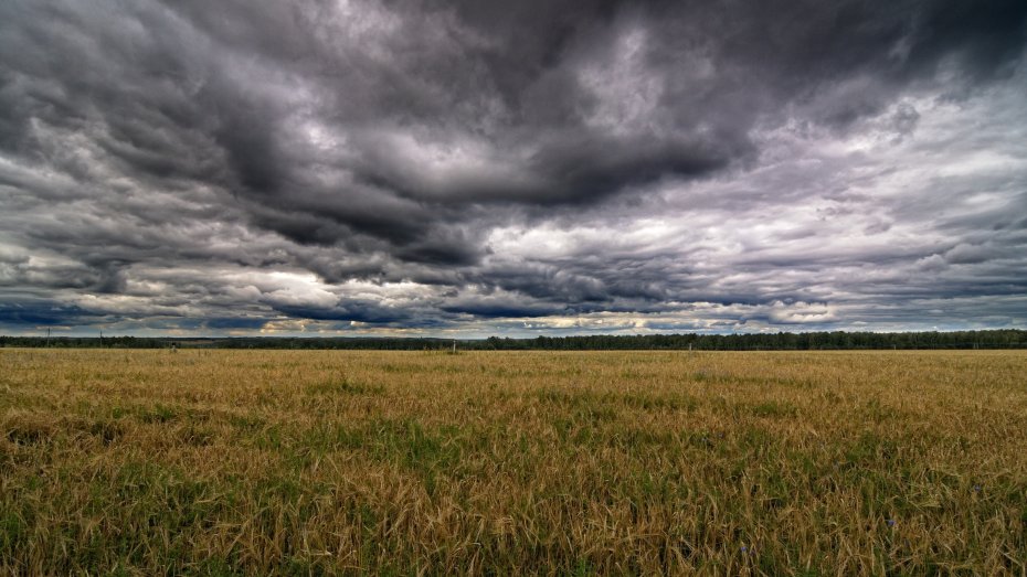 Symbolbild: Unwetter über Kornfeld