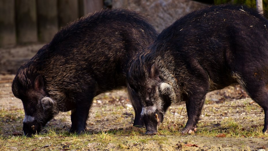 Wildschweine