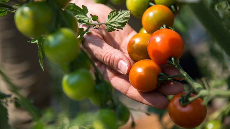 Symbolbild: Tomaten