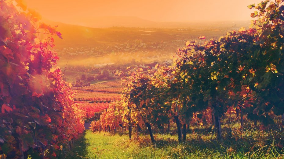 Symbolbild: Sonnenuntergang im Weinberg