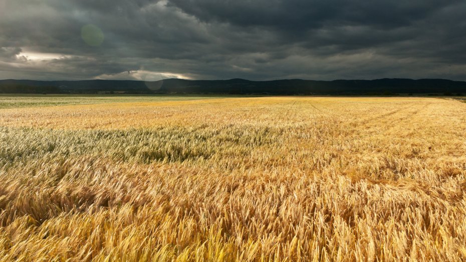 Symbolbild: Weizenfeld bei aufziehendem Gewitter