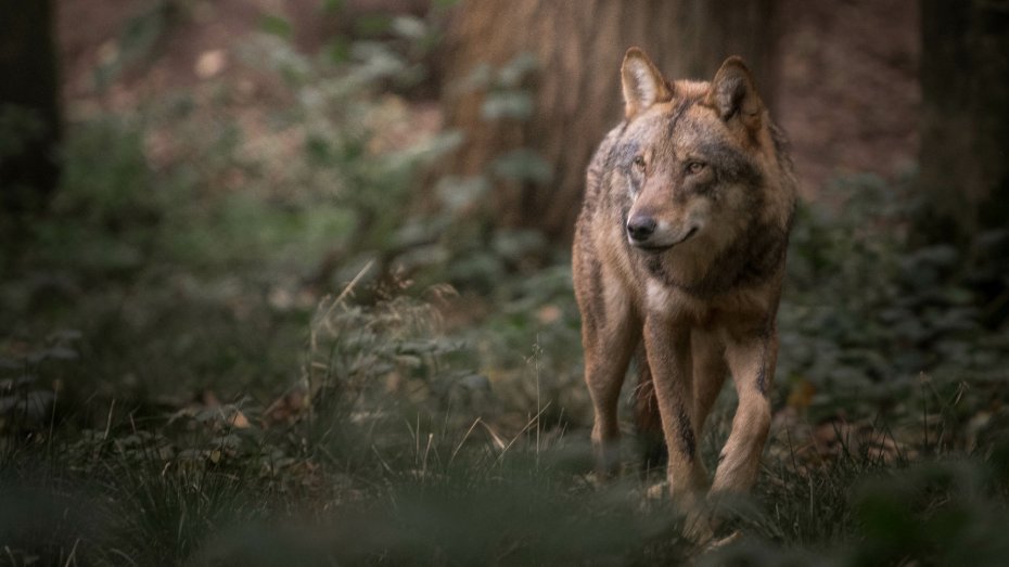 Ein Wolf im Wald