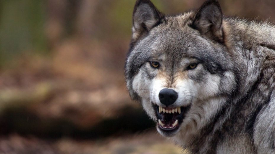 Symbolbild: Wolf mit gefletschten Zähnen