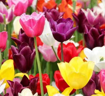 Blumen