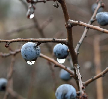 Weintrauben im Regen (Bild: LaMaLaMa55 / Pixabay.com / CC-Lizenz(CC0))