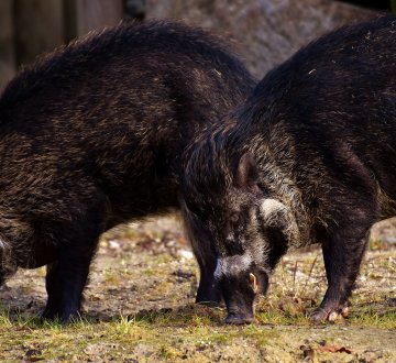 Wildschweine