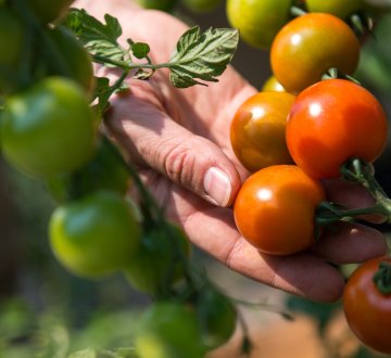 Symbolbild: Tomaten