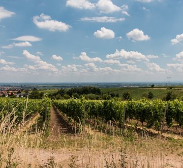 Symbolbild: Landschaft in Rheinland-Pfalz