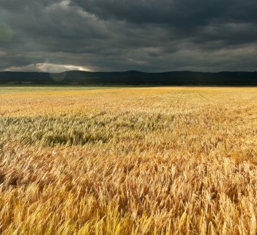 Symbolbild: Weizenfeld bei aufziehendem Gewitter