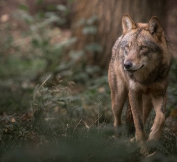Ein Wolf im Wald