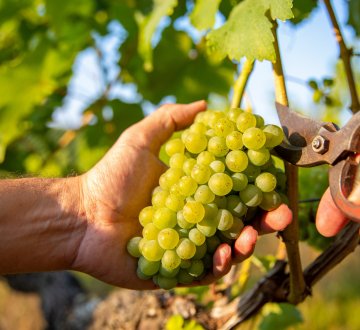 Symbolbild: Reben werden im Weinberg geerntet